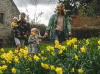 Dancing daffodils draw record breaking crowds to Cotehele