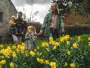 Dancing daffodils draw record breaking crowds to Cotehele