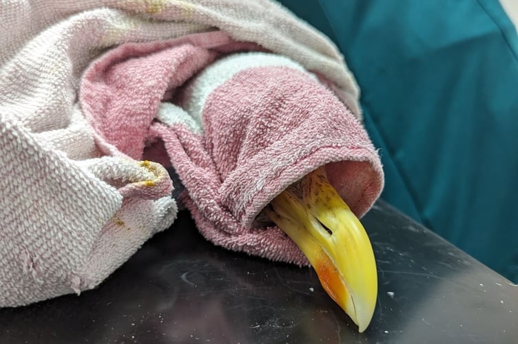 A black backed gull rescued from a Saltash industrial estate had to be euthanized after its leg was almost completely detached due to fishing line litter. (Picture: RSPCA)