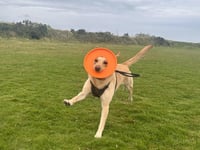 Callington youngster aiming to capture RSPCA photography award