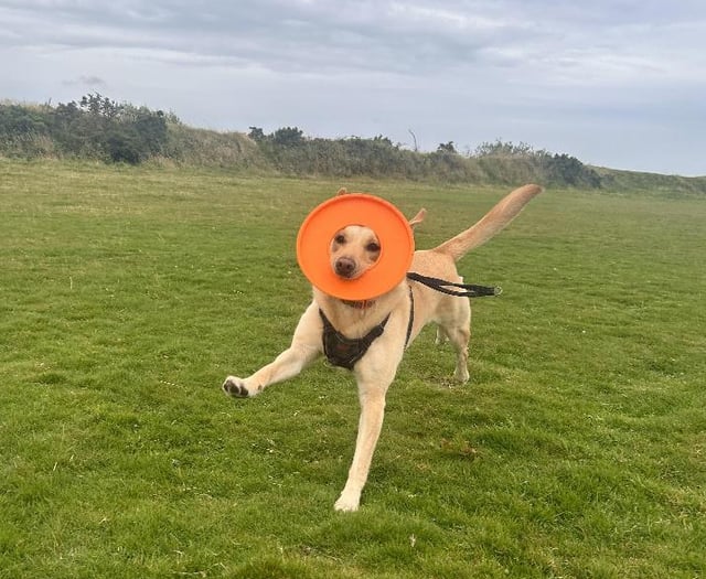 Callington youngster aiming to capture RSPCA photography award