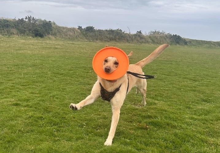 This picture entitled 'Frisbee Lion' was taken by 12-year-old George Avery, who has been shortlisted for the prestigious RSPCA Young Photographer People's Choice Award