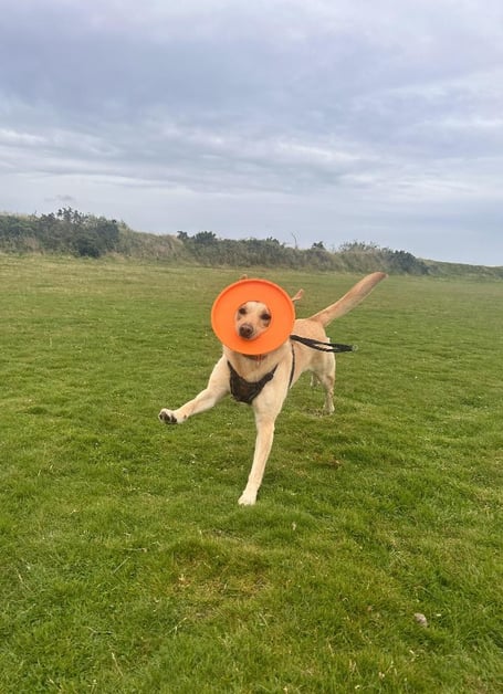 This picture entitled 'Frisbee Lion' was taken by 12-year-old George Avery, who has been shortlisted for the prestigious RSPCA Young Photographer People's Choice Award