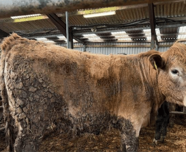 Hallworthy Livestock Market Report: Thursday, March 20
