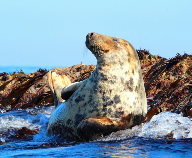Marker buoys deployed to protect Looe Island’s marine life