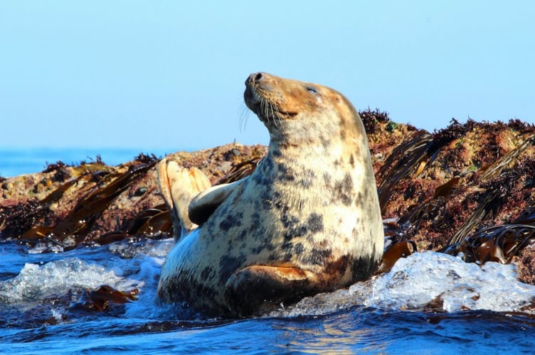 An Atlantic grey seal 