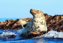 Marker buoys deployed to protect Looe Island’s marine life