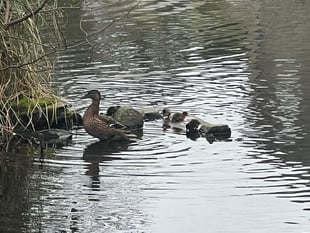 Spring joy: First ducklings hatch at Bodmin Park