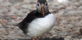 A rare glimpse of winter puffin plumage at the Cornish Seal Sanctuary