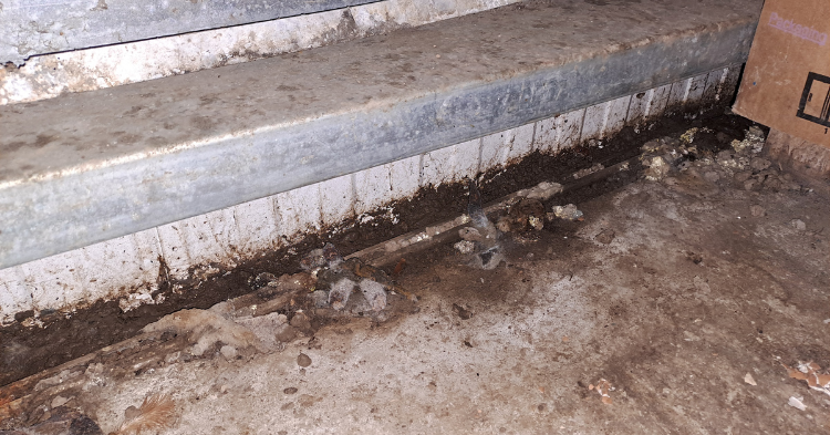 Conditions at Rosedown Eggs when inspectors visited the site in Bodmin in March 2024