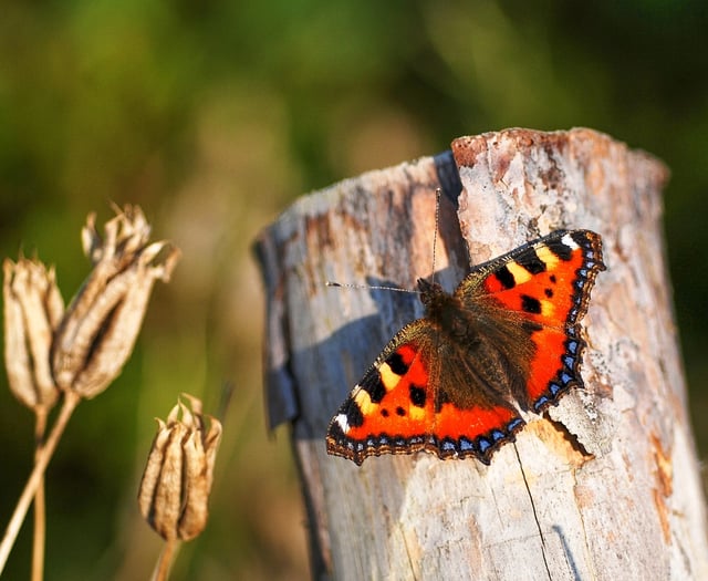 2024 one of the worst years on record for UK butterflies
