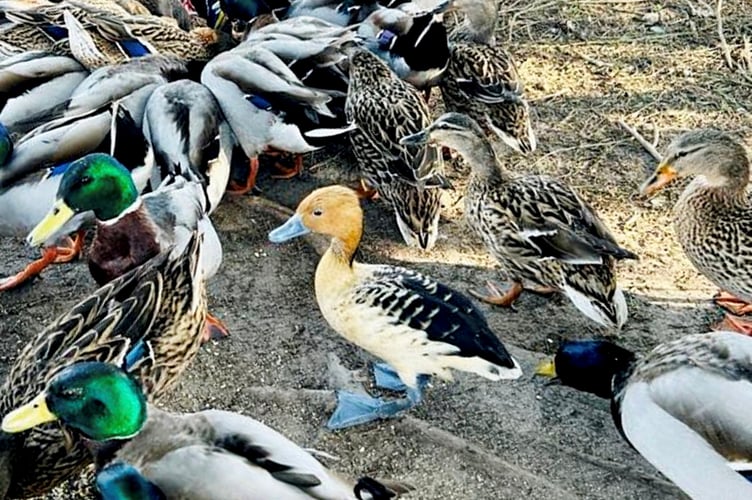A non-native "tree duck" found in the Americas, Africa and Asia has been spotted next to other ducks on a Cornish beach.  Release date  March 28, 2025.  Artist Amal Barwell said every morning she feeds the ducks on Par beach, Cornwall after her dog walks when she spotted the odd one out.  The duck was later confirmed to be a fulvous whistling duck that could have escaped from captivity.  The caramel-brown and black duck is usually found across the Americas, Africa and Asia in warm freshwater marshes.  They often roost in trees and were once known as tree ducks.  The duck was seen 'hanging out' with other ducks on the beach. 