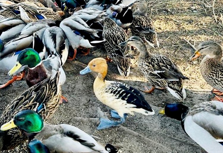 A non-native "tree duck" found in the Americas, Africa and Asia has been spotted next to other ducks on a Cornish beach. Release date March 28, 2025. Artist Amal Barwell said every morning she feeds the ducks on Par beach, Cornwall after her dog walks when she spotted the odd one out. The duck was later confirmed to be a fulvous whistling duck that could have escaped from captivity. The caramel-brown and black duck is usually found across the Americas, Africa and Asia in warm freshwater marshes. They often roost in trees and were once known as tree ducks. The duck was seen 'hanging out' with other ducks on the beach.