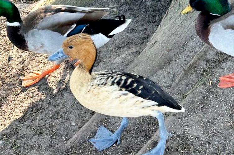 A non-native "tree duck" found in the Americas, Africa and Asia has been spotted next to other ducks on a Cornish beach.  Release date  March 28, 2025.  Artist Amal Barwell said every morning she feeds the ducks on Par beach, Cornwall after her dog walks when she spotted the odd one out.  The duck was later confirmed to be a fulvous whistling duck that could have escaped from captivity.  The caramel-brown and black duck is usually found across the Americas, Africa and Asia in warm freshwater marshes.  They often roost in trees and were once known as tree ducks.  The duck was seen 'hanging out' with other ducks on the beach. 