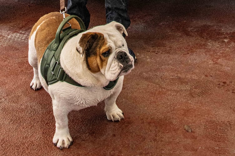 Rescued Roxy the Bulldog is all safe and sound and back on dry land following a dramatic Monday morning walk