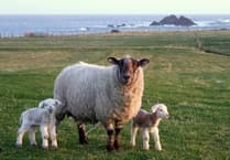 Lambing losses from livestock worrying near £2-million