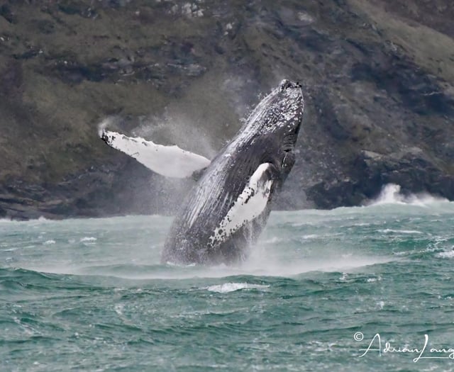 Initiative to raise awareness about watching wildlife responsibly 
