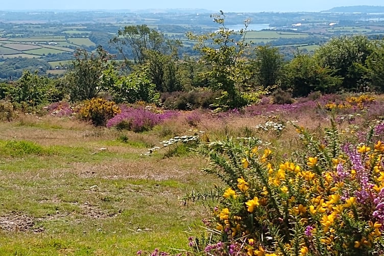 The Tamar Valley Walk and Talk group offers walk around the Tamar Trails including Hingston Down. (Picture: Tamar Valley National Landscapes)