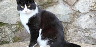 Felix the Cat set to have a fitting send off
