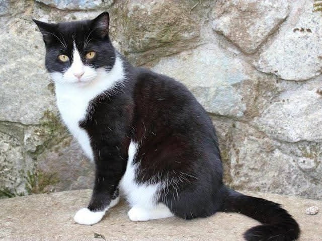Felix the Cat set to have a fitting send off