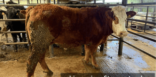 Hallworthy Livestock Market Report: Thursday, April 10
