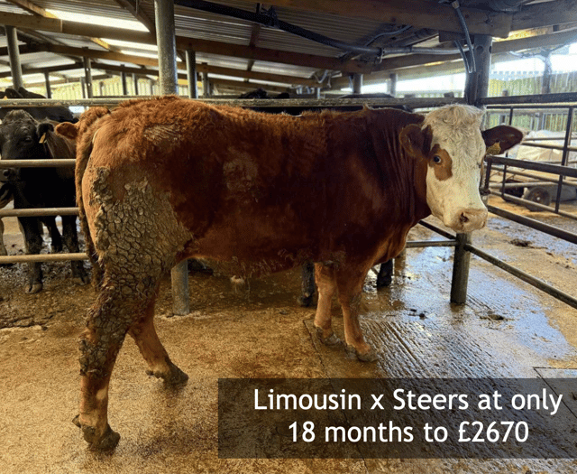 Hallworthy Livestock Market Report: Thursday, April 10
