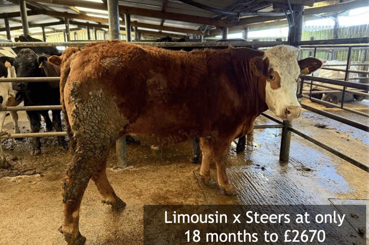 Limousin x Steers at only 18 months to £2670.