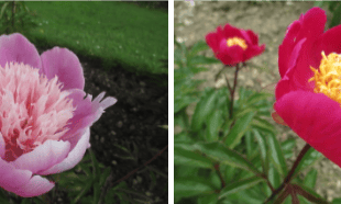 Historic peony collection gains National Plant Collection status
