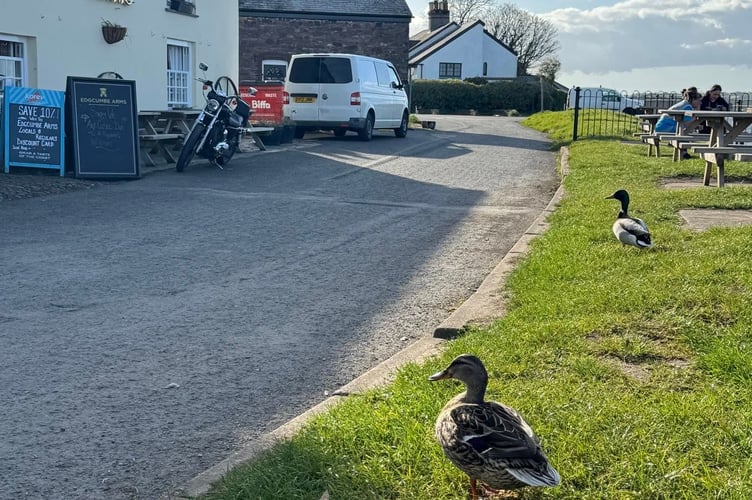 The Edgcumbe Arms will have been closed for days after torrential rain caused flooding at the pub in Cremyll this week