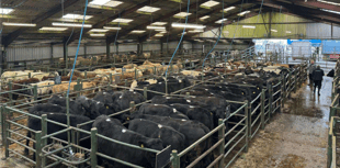 Hallworthy Livestock Market Report: Thursday, April 17