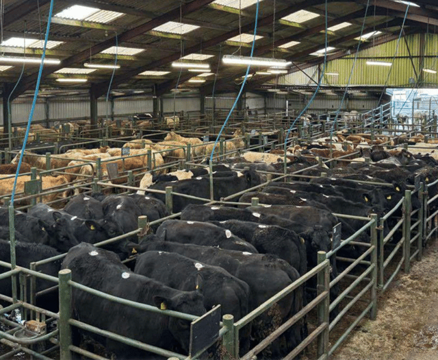 Hallworthy Livestock Market Report: Thursday, April 17