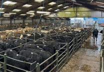 Hallworthy Livestock Market Report: Thursday, April 17