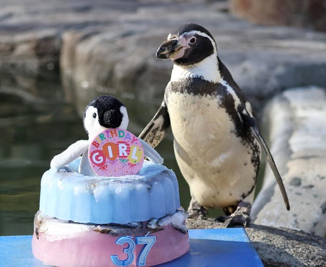 World's oldest penguin celebrates 37th birthday
