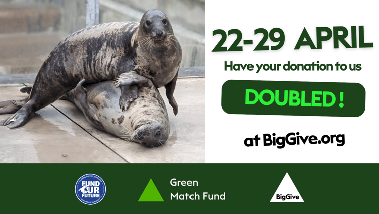 The Sea Life Trust Cornish Seal Sanctuary is hoping to make waves this Earth Day as it launches its Big Give Green Match Fund campaign