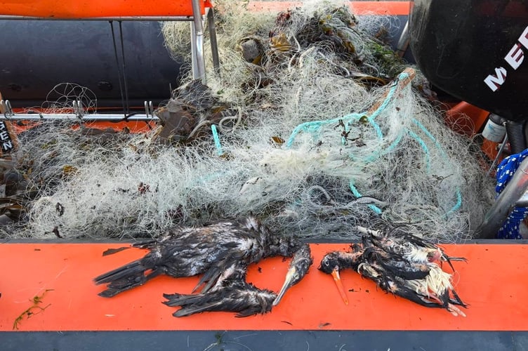 Dead marine life that was caught in an abandoned 400 metre fishing net in Drake's Island, Plymouth. Dozens of birds and fish have died in 400 metres of abandoned fishing net. Marine volunteers had to spend five hours removing the immense monofilament net from Plymouth Sound National Marine Park on Monday (21 April). The net, which was found at Drake's Island, had entrapped and killed dozens of fish, shags, seabirds, crabs, and lobsters. It is believed the birds drowned after becoming entangled whilst diving into the sea for the fish trapped in the net.