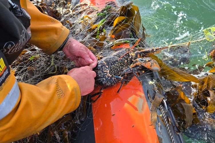 Marine volunteers rescuing sealife from the abandoned 400 metre fishing net in Drake's Island, Plymouth. Dozens of birds and fish have died in 400 metres of abandoned fishing net. Marine volunteers had to spend five hours removing the immense monofilament net from Plymouth Sound National Marine Park on Monday (21 April). The net, which was found at Drake's Island, had entrapped and killed dozens of fish, shags, seabirds, crabs, and lobsters. It is believed the birds drowned after becoming entangled whilst diving into the sea for the fish trapped in the net.