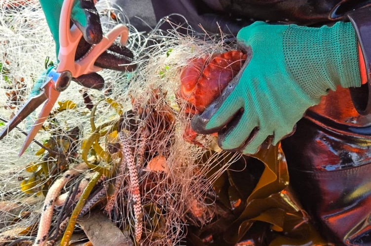 Marine volunteers rescuing sealife from the abandoned 400 metre fishing net in Drake's Island, Plymouth. Dozens of birds and fish have died in 400 metres of abandoned fishing net. Marine volunteers had to spend five hours removing the immense monofilament net from Plymouth Sound National Marine Park on Monday (21 April). The net, which was found at Drake's Island, had entrapped and killed dozens of fish, shags, seabirds, crabs, and lobsters. It is believed the birds drowned after becoming entangled whilst diving into the sea for the fish trapped in the net.