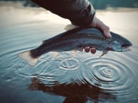 Fishing improves during April at South West Lakes Trusts sites
