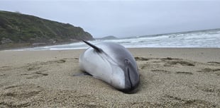 Pregnant porpoise dies after being caught in commercial fishing nets