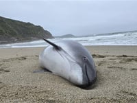 Pregnant porpoise dies after being caught in commercial fishing nets