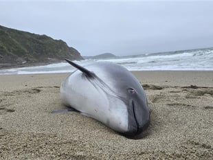 Pregnant porpoise dies after being caught in commercial fishing nets