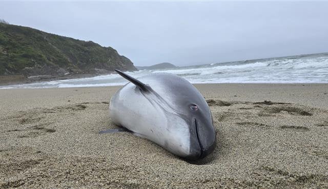Pregnant porpoise dies after being caught in commercial fishing nets