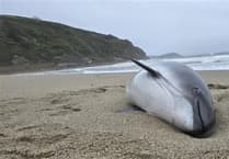 Pregnant porpoise dies after being caught up in commercial fishing nets