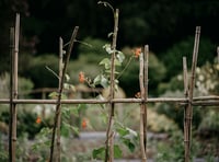 Beginner's guide to starting a garden with expert Martin Pallett