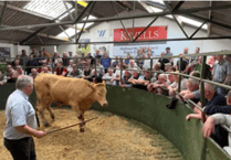 Hallworthy Livestock Market Report: Thursday, May 1