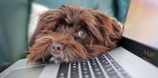 How to make moving house stress-free for pets and owners