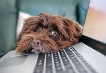 How to make moving house stress-free for pets and owners