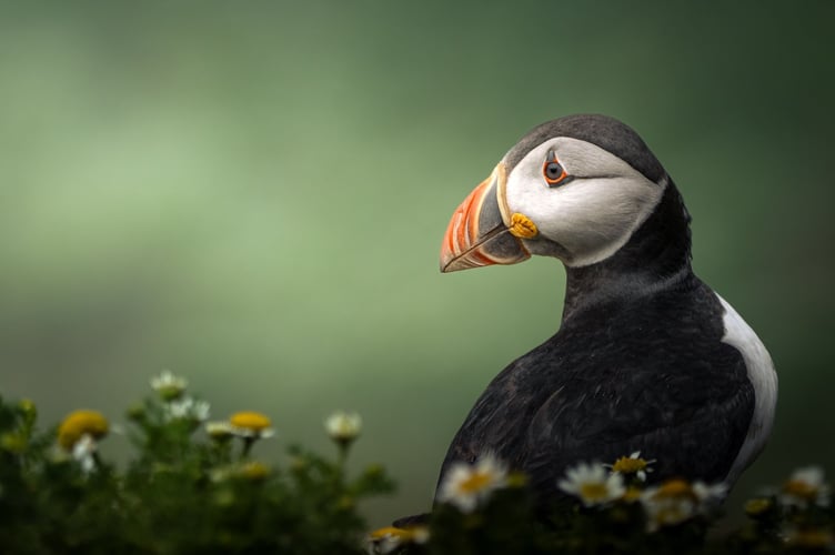 Daydreaming in the Chamomiles by Anwen Whitehead, overall winner 2024