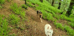 German Shepherd charity recognised with £1,000 funding award