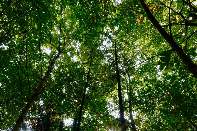 Police rescue man trapped by fallen tree in remote woodland